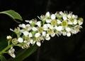 mountain black cherry